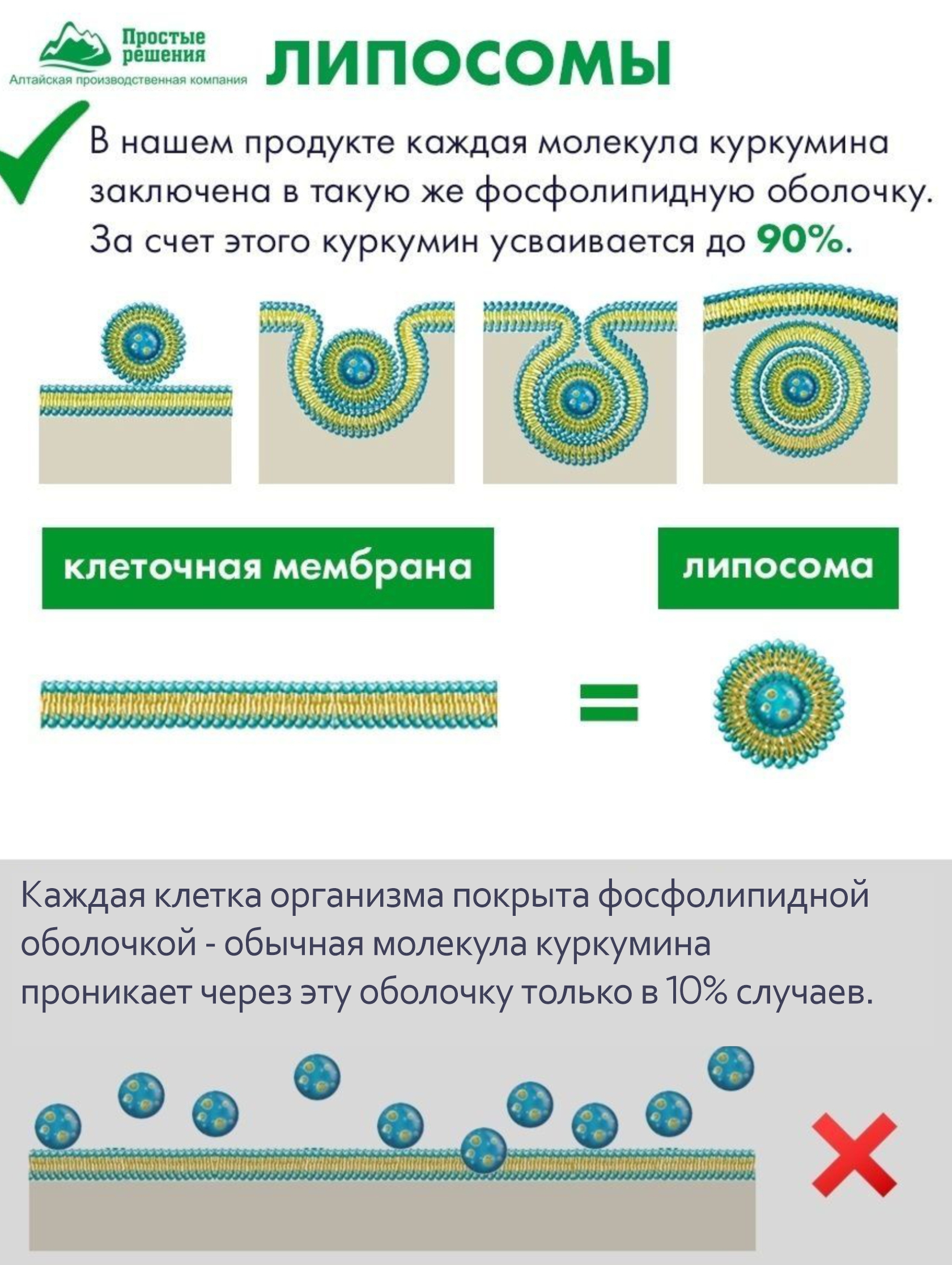 Nutricare Liposomal, «Комплекс Липосомальный Куркумин экстракт барбариса», капсулы, 60 шт.