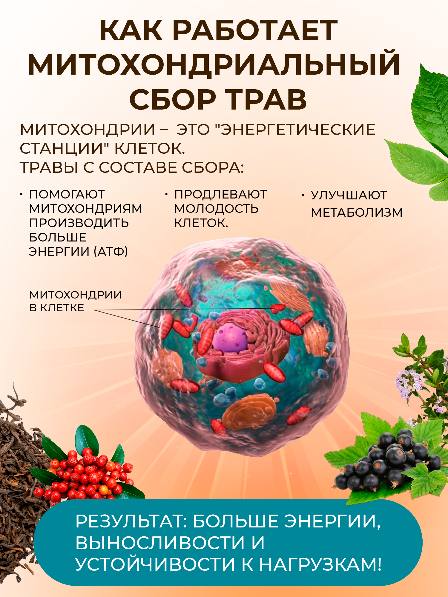 Правильные травы, Энергетический (митохондриальный) сбор, 100 г