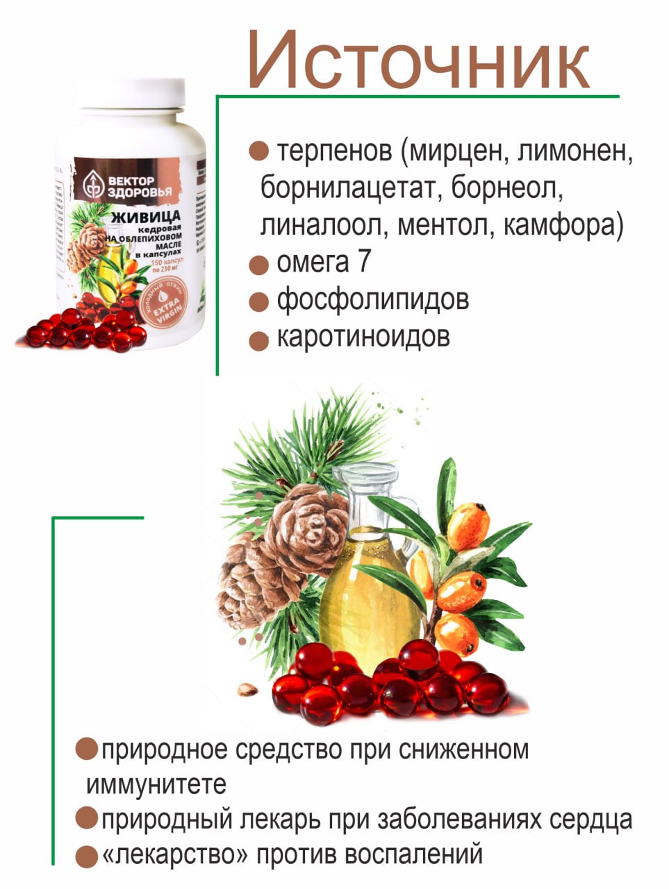Алтай Простые решения, Живица кедровая на облепиховом масле, капсулы, 150 шт.