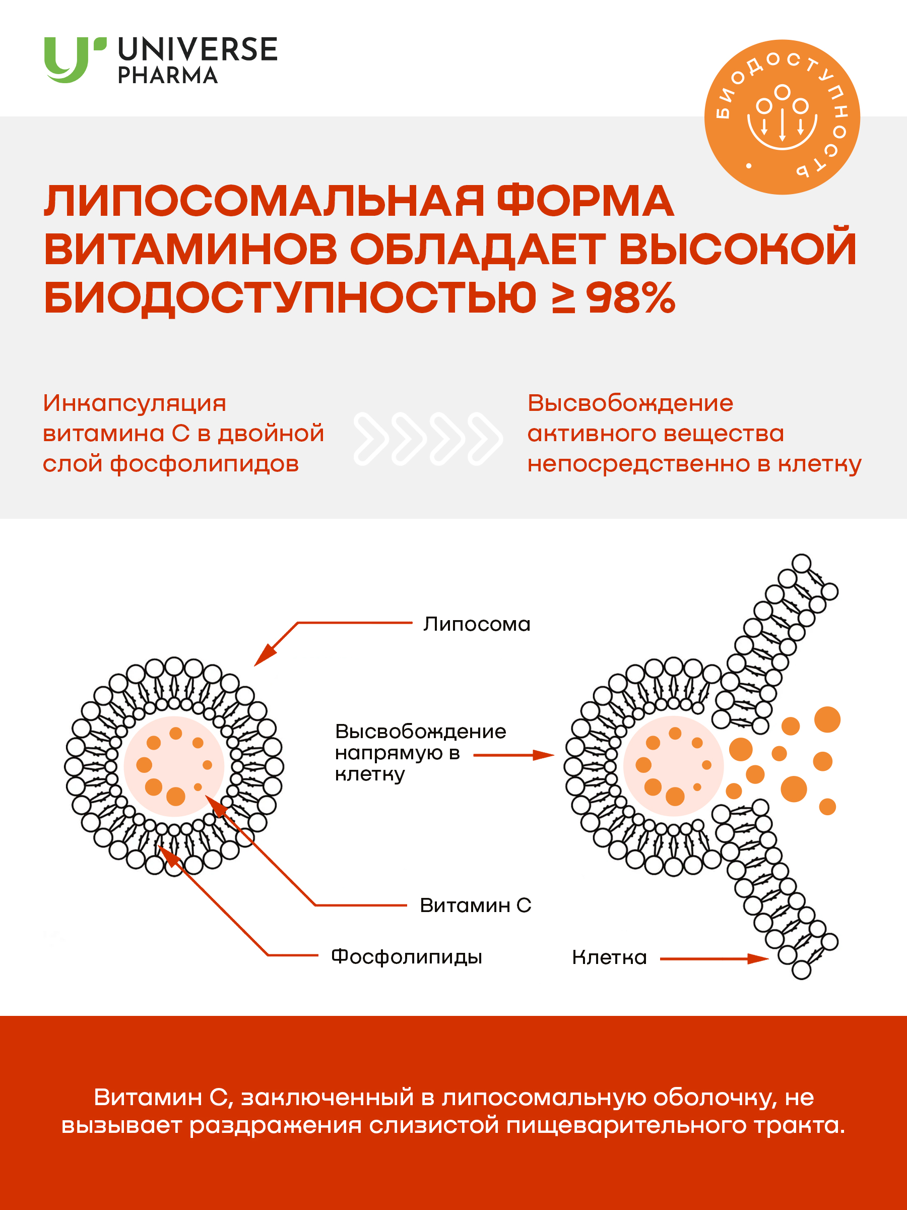 Universe Pharma, Липосомальный витамин C, жидкость, 20*10 мл