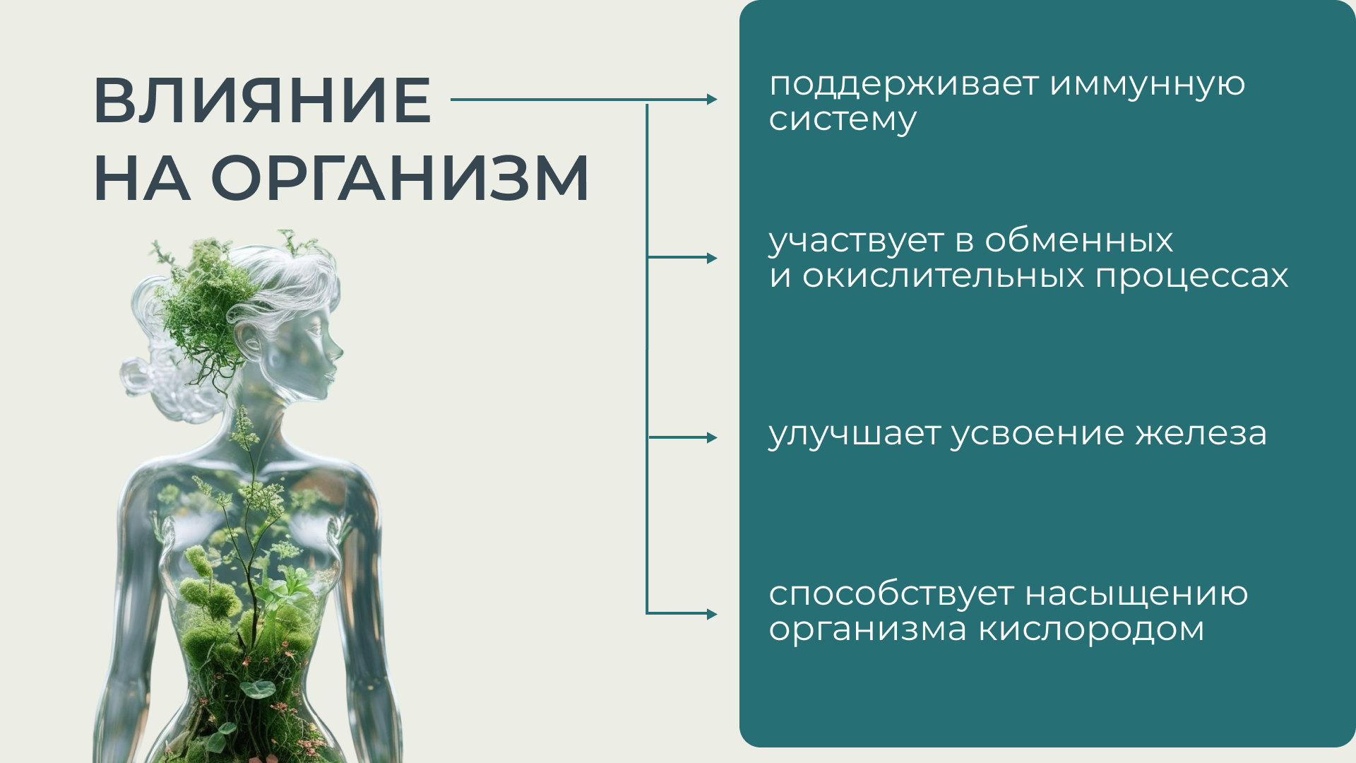 СокиСибири, Концентрат клеточного сока пихты сибирской, жидкость, 100 мл