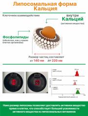 Алтай Простые решения, Комплекс «Липосомальный кальций, магний, цинк», капсулы, 60 шт.