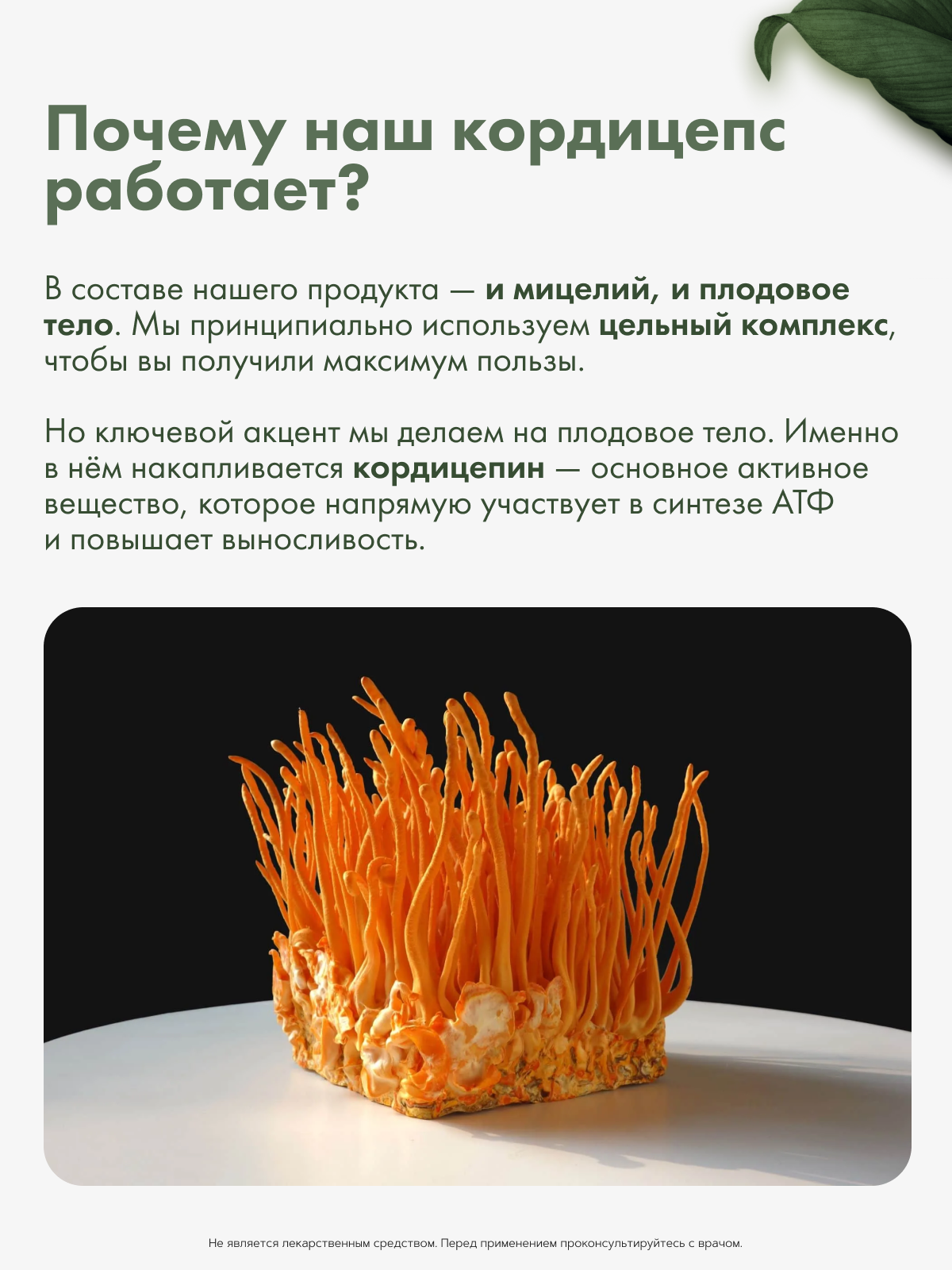 Restartbio, Кордицепс милитарис, капсулы, 90 шт.