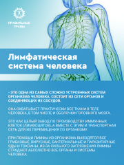 Правильные травы, Лимфодренажный сбор, 10*10 г